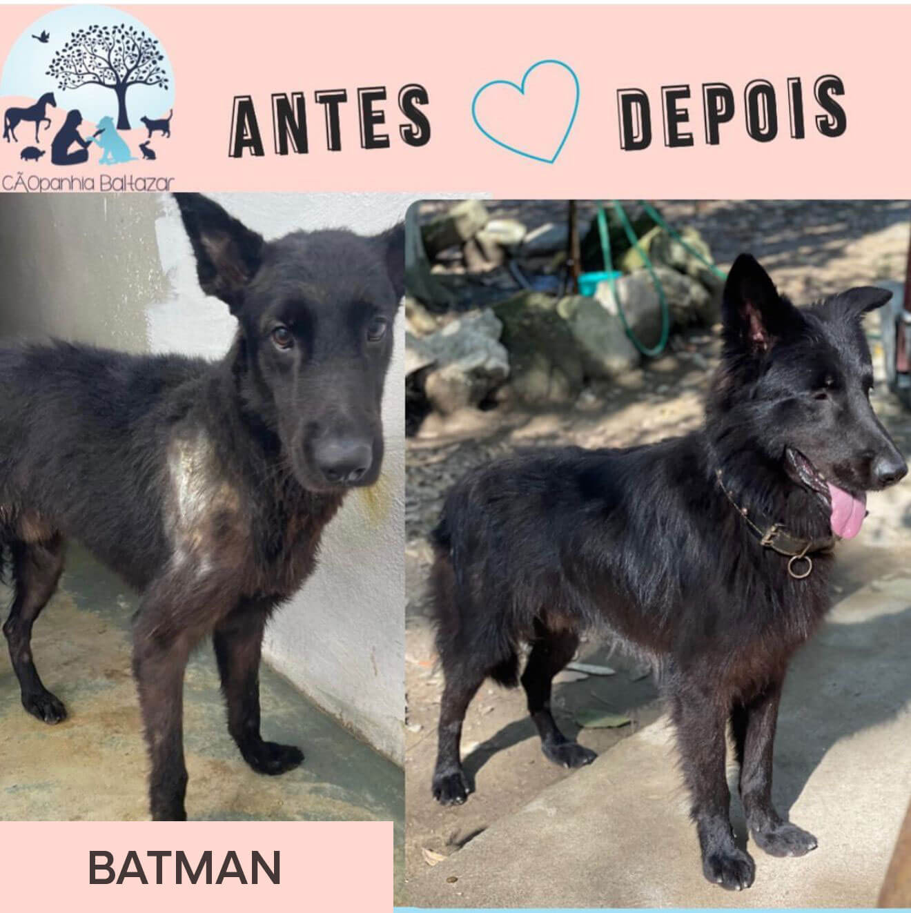 Antes e depois de um animal resgatado