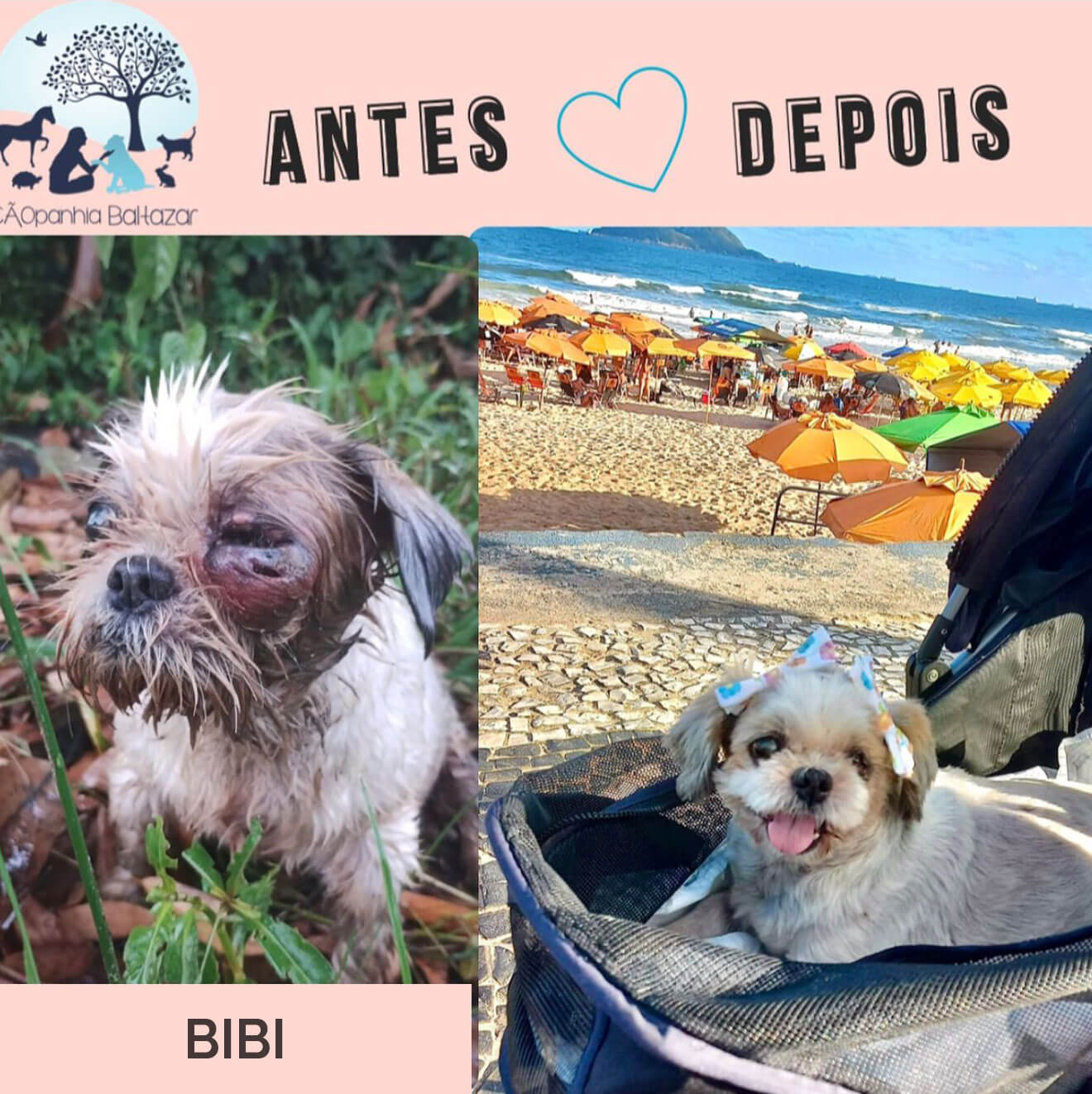 Antes e depois de um animal resgatado
