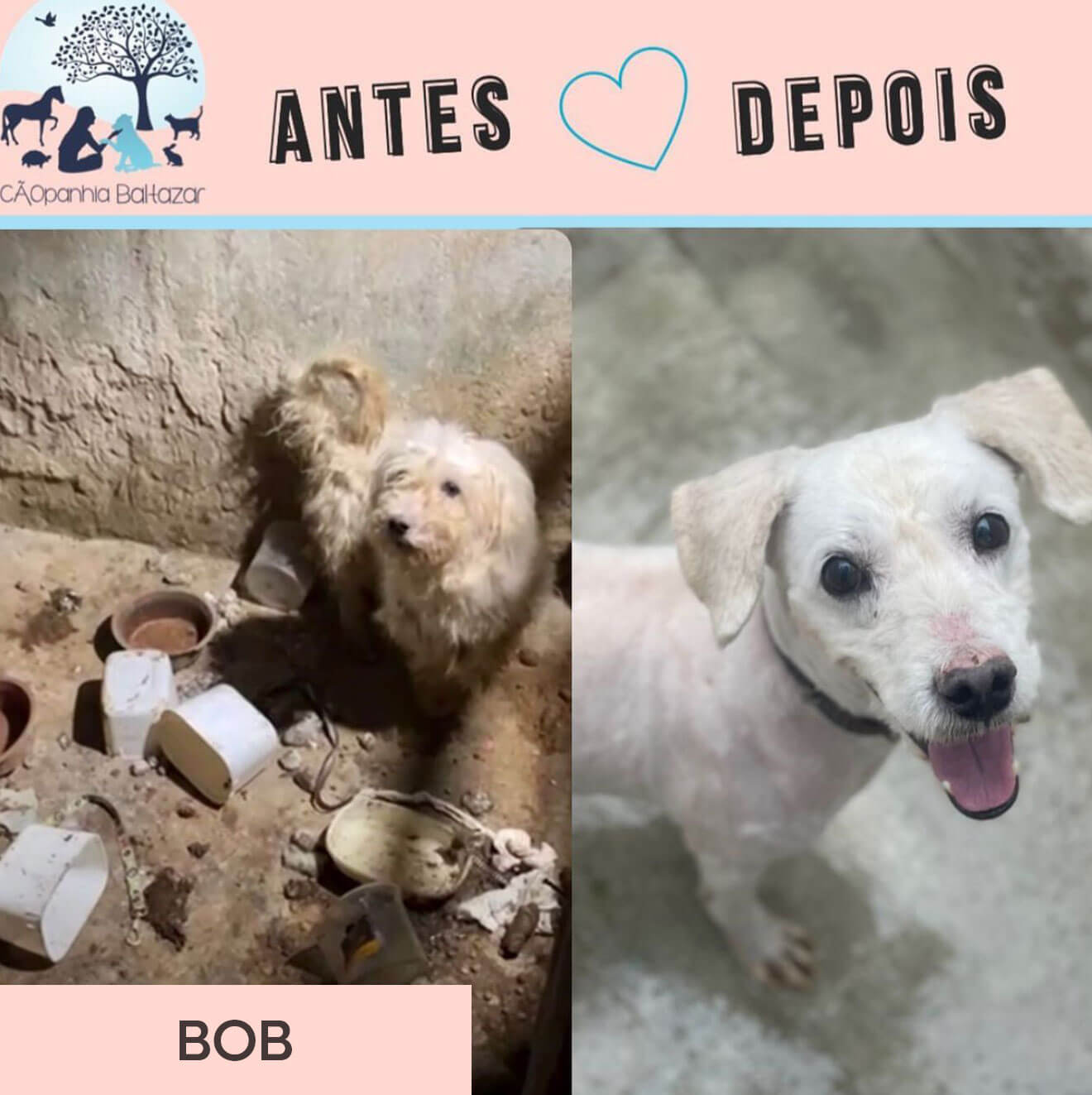 Antes e depois de um animal resgatado